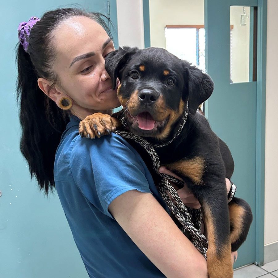 A Woman is Holding a Rottweiler Puppy in Her Arms — Palms Vets–Hermit Park in Hermit Park, QLD