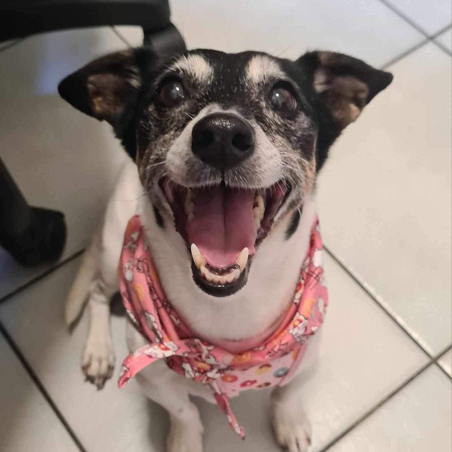 A Black & White Dog Wearing a Bandana— Palms Vets–Hermit Park in Hermit Park, QLD