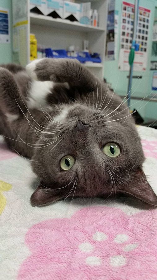 A Gray and White Cat is Laying on Its Back on a Pink Blanket — Palms Vets–Hermit Park in Hermit Park, QLD