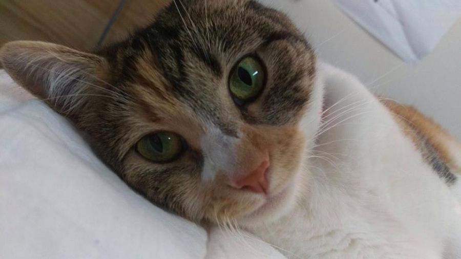 A Close Up of a Cat Laying on a Bed Looking at the Camera — Palms Vets–Hermit Park in Hermit Park, QLD