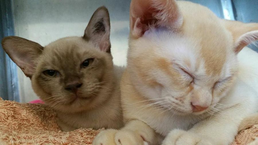Two Cats Are Laying Next to Each Other on a Bed — Palms Vets–Hermit Park in Hermit Park, QLD