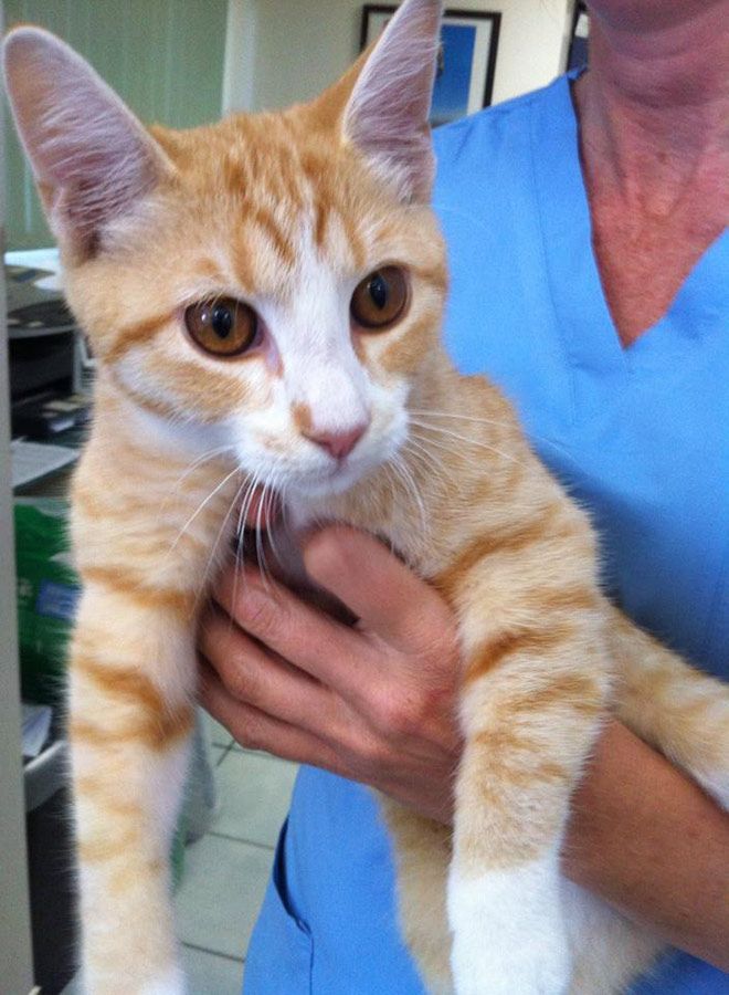 A Woman in a Blue Scrub is Holding an Orange and White Cat — Palms Vets–Hermit Park in Hermit Park, QLD