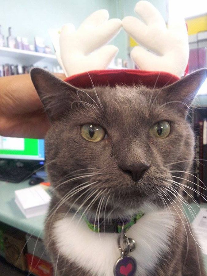 A Cat Wearing a Hat With Reindeer Antlers on It — Palms Vets–Hermit Park in Hermit Park, QLD