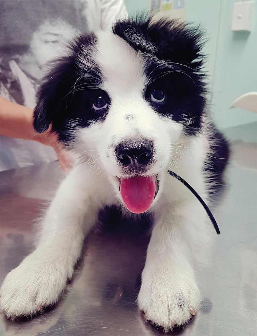 A Black & White Dog on a silver bench— Palms Vets–Hermit Park in Hermit Park, QLD