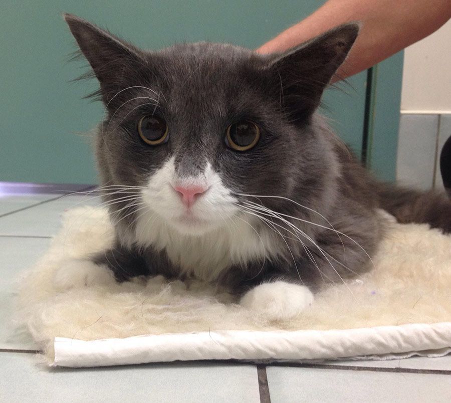 A Gray and White Cat Laying on a White Blanket — Palms Vets–Hermit Park in Hermit Park, QLD
