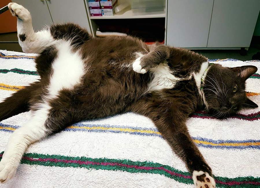 A Cat is Laying on Its Back on a Blanket — Palms Vets–Hermit Park in Hermit Park, QLD