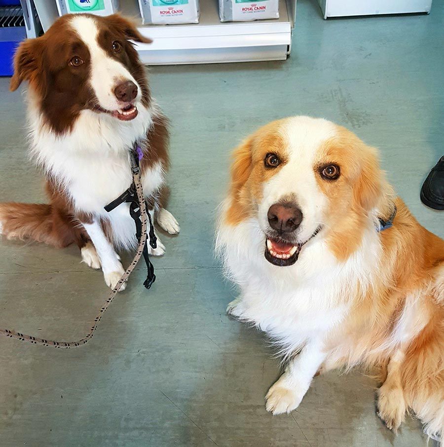 A Brown and White Dog is Sitting Next to Another Dog — Palms Vets–Hermit Park in Hermit Park, QLD