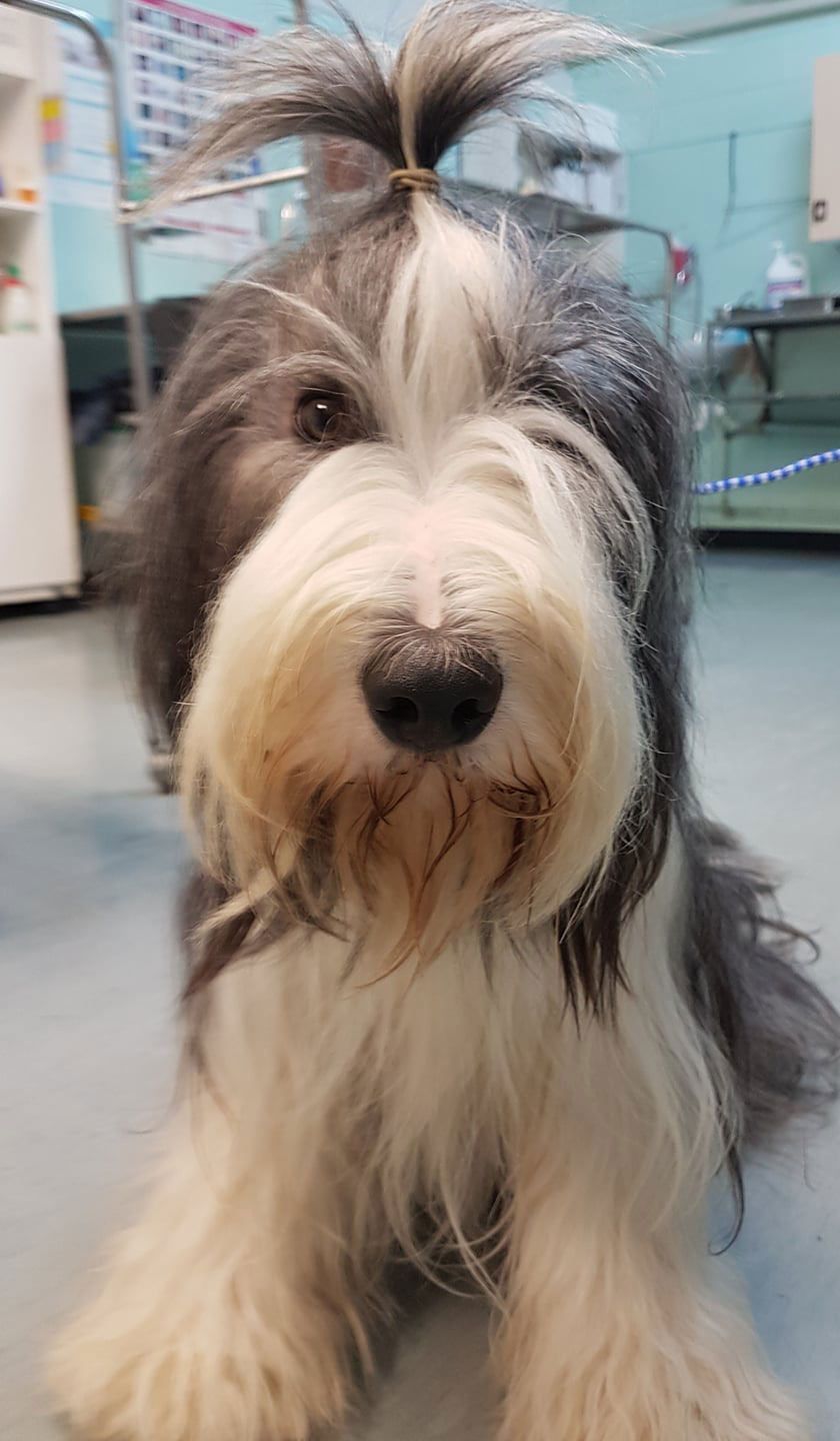 A Bearded Collie Dog With a Ponytail is Sitting in a Room and Looking at the Camera — Palms Vets–Hermit Park in Hermit Park, QLD
