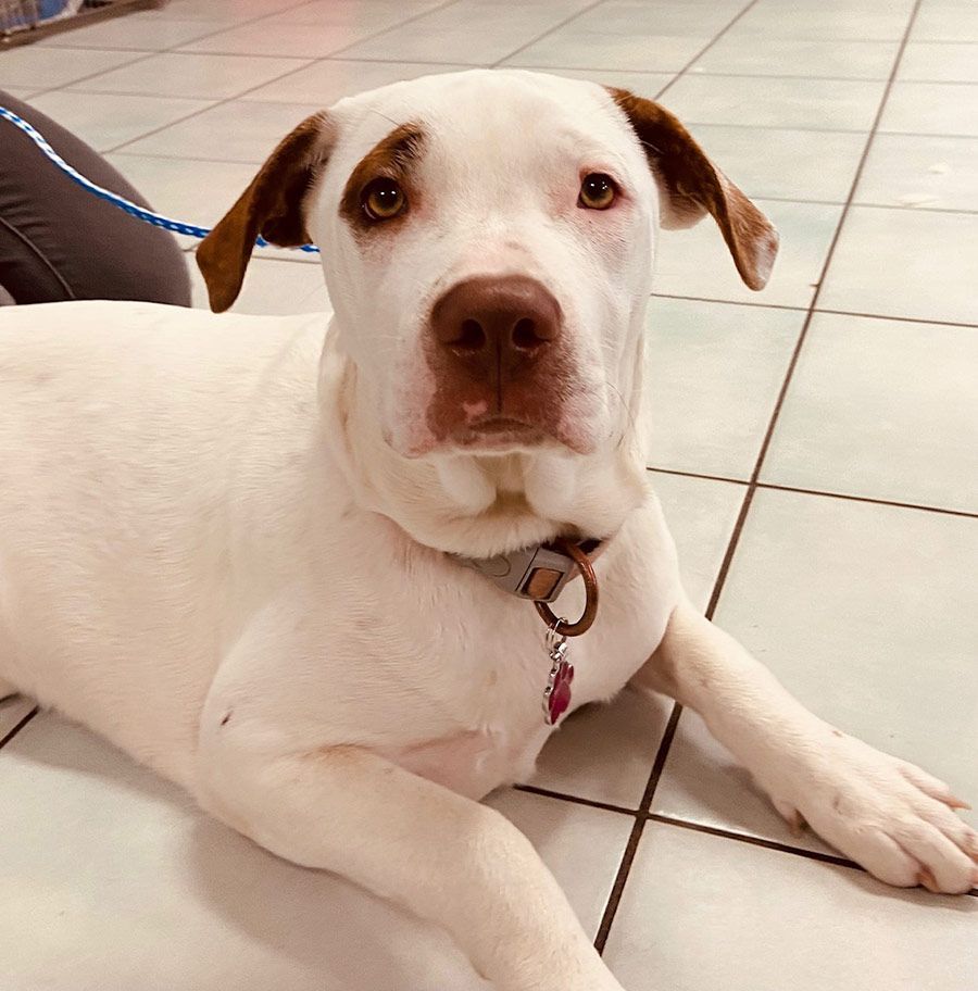 A White Dog is Laying on a Tiled Floor and Looking at the Camera — Palms Vets–Hermit Park in Hermit Park, QLD