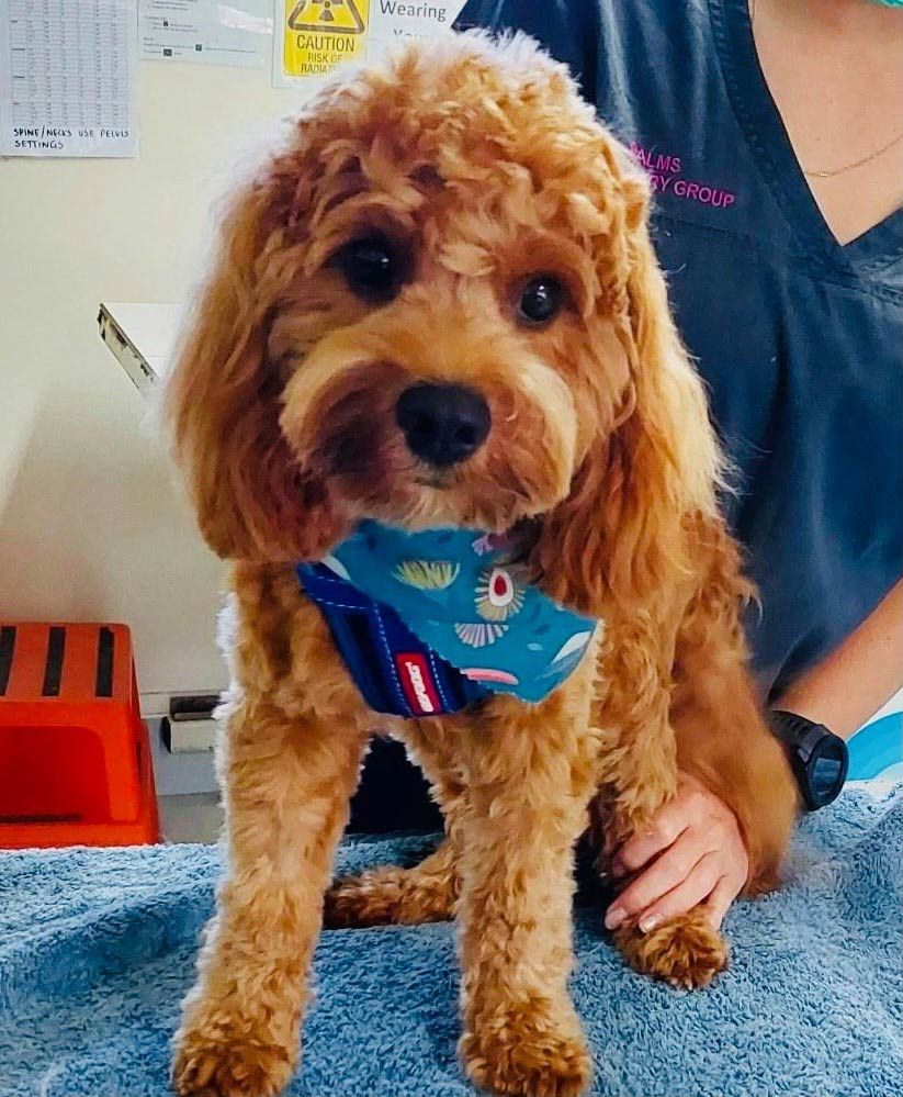 A Small Brown Dog Wearing a Blue Bandana is Sitting on a Blue Towel — Palms Vets–Hermit Park in Hermit Park, QLD