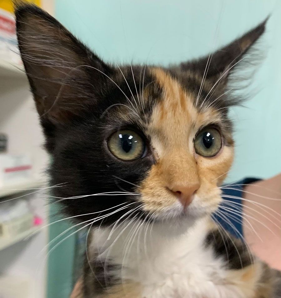 A Close Up of a Calico Cat Looking at the Camera — Palms Vets–Hermit Park in Hermit Park, QLD