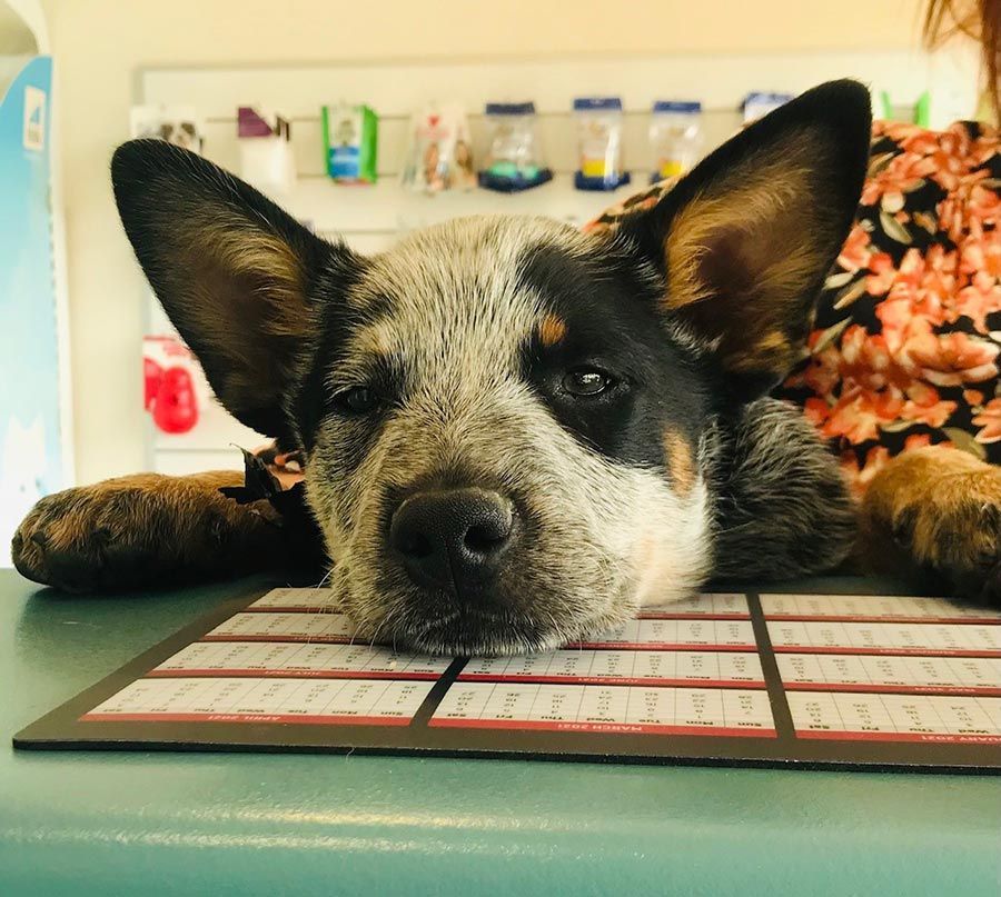 A White Dog is Laying on a Tiled Floor and Looking at the Camera — Palms Vets–Hermit Park in Hermit Park, QLD