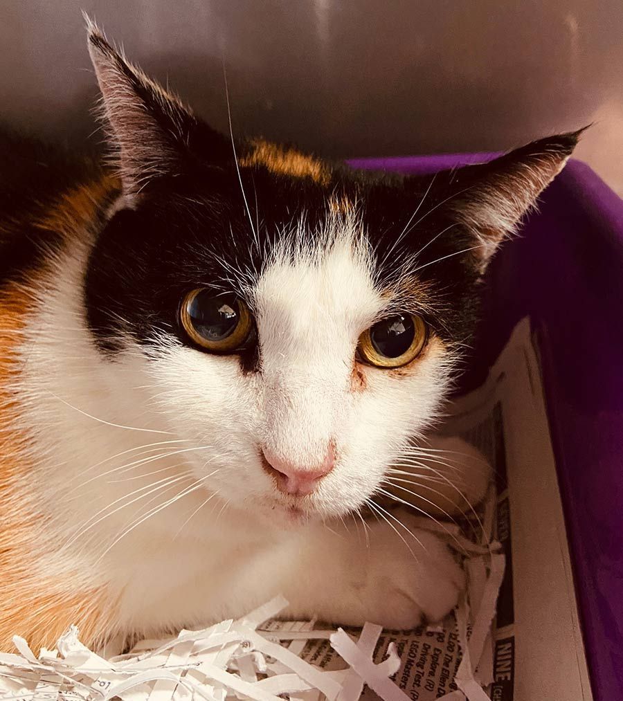 A Calico Cat is Laying in a Purple Container of Shredded Paper — Palms Vets–Hermit Park in Hermit Park, QLD