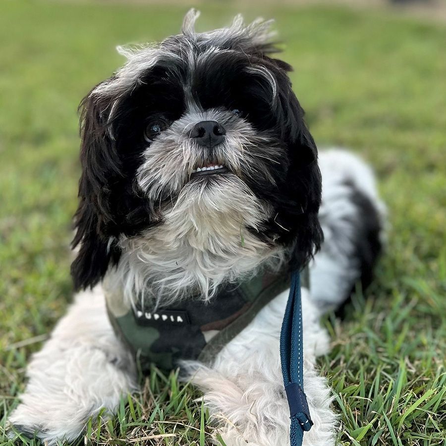 A Small Black and White Dog is Laying in the Grass on a Leash — Palms Vets–Hermit Park in Hermit Park, QLD