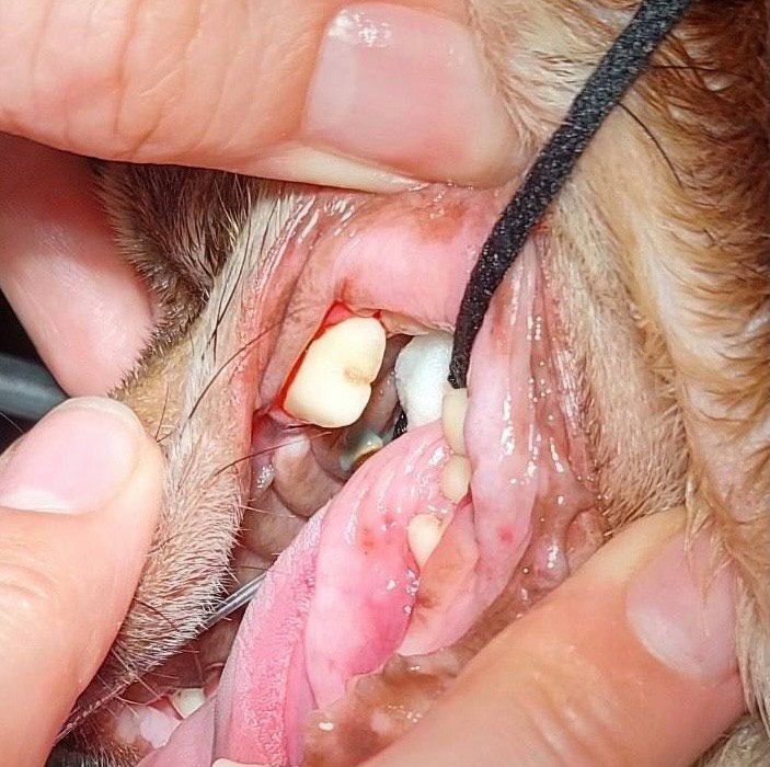 A Close Up of a Dog's Teeth With a Person Holding It — Palms Vets–Hermit Park in Hermit Park, QLD