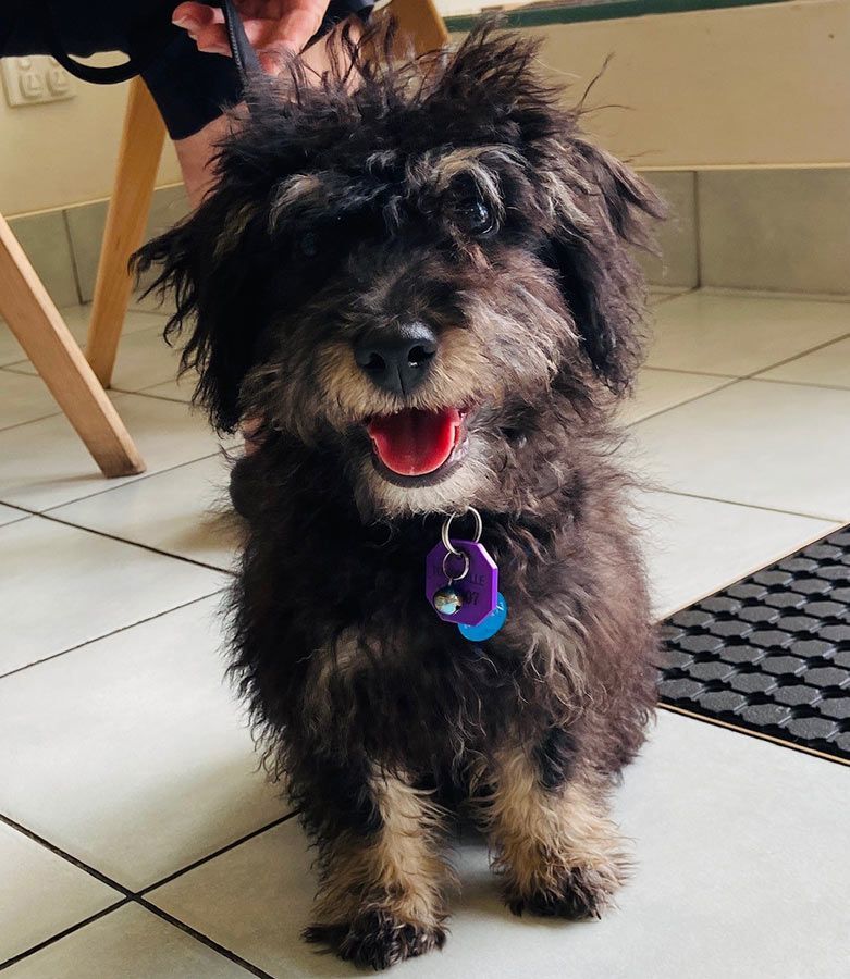 Two Dogs Wearing Matching Outfits Are Sitting on a Bed — Palms Vets–Hermit Park in Hermit Park, QLD