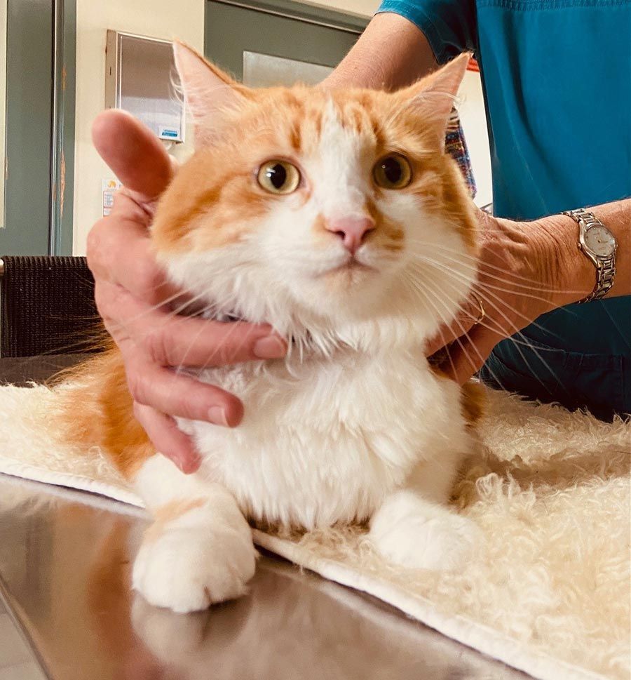 A Person is Holding an Orange and White Cat on a Table — Palms Vets–Hermit Park in Hermit Park, QLD
