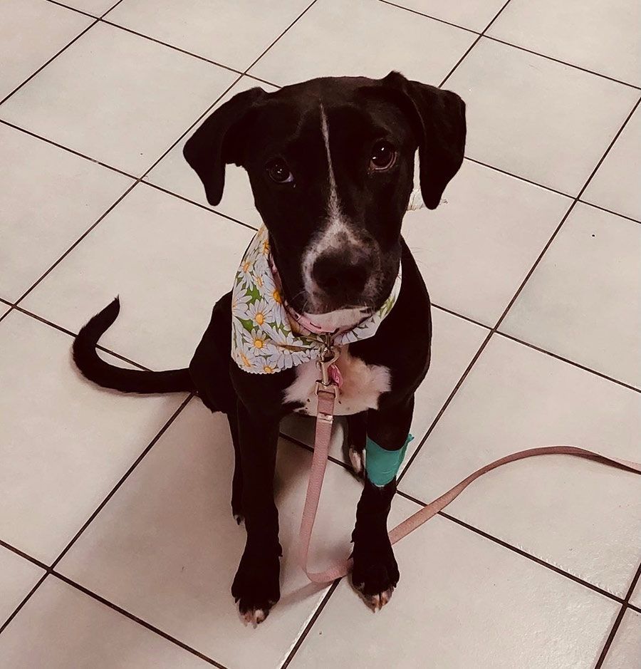 A Black Dog Wearing a Bandana and a Leash is Sitting on a Tiled Floor — Palms Vets–Hermit Park in Hermit Park, QLD