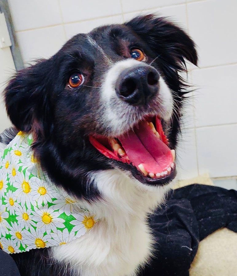 A Black and White Dog wearing a Daisy Bandana— Palms Vets–Hermit Park in Hermit Park, QLD