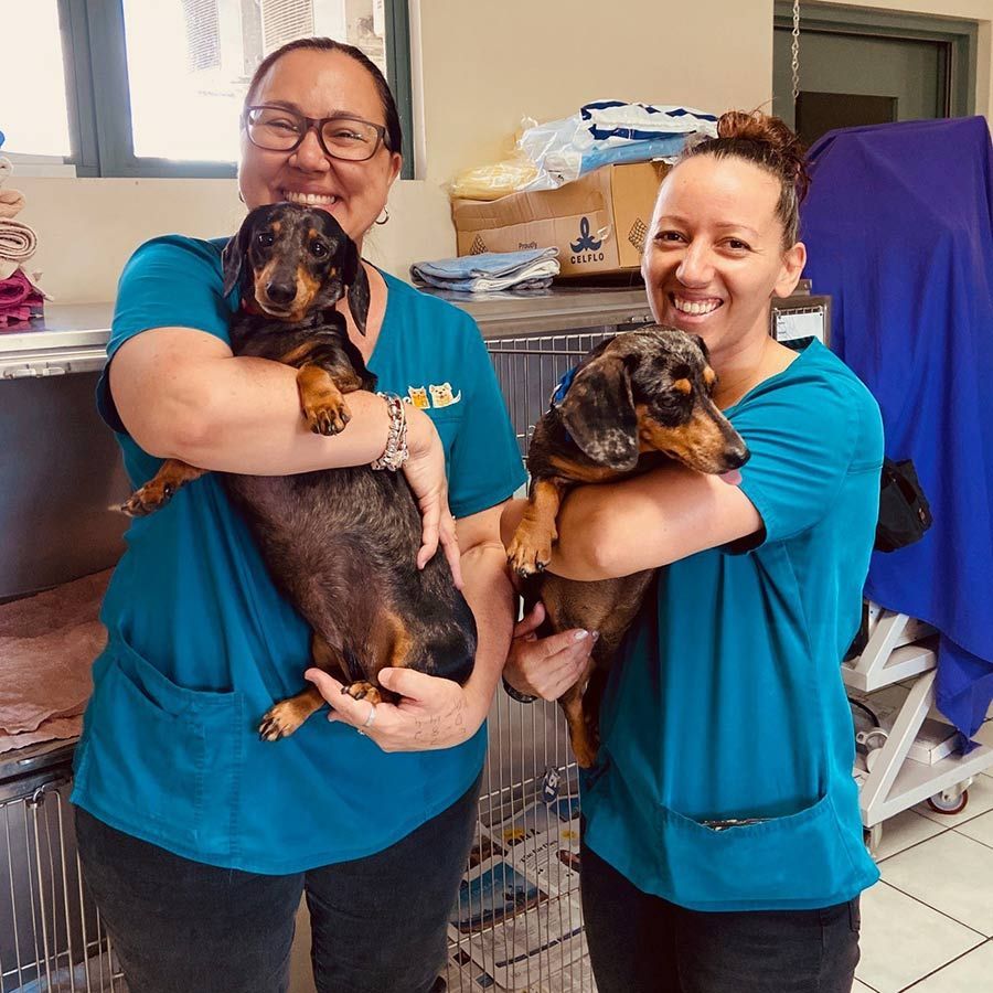 Two Women in Blue Scrubs Are Holding Two Dogs — Palms Vets–Hermit Park in Hermit Park, QLD