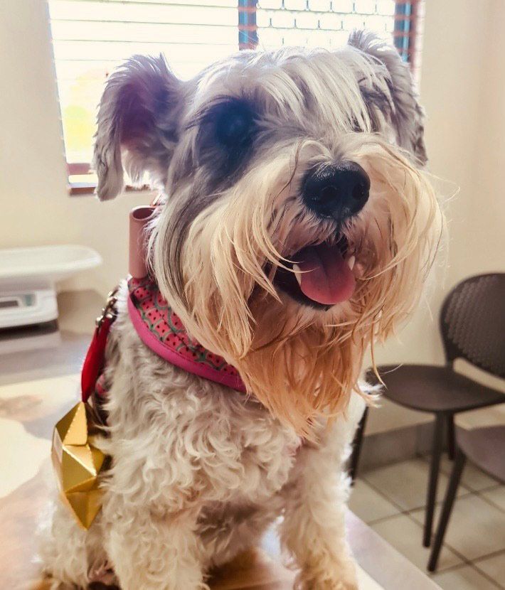 A Small Dog Wearing a Pink Collar is Sitting on a Table — Palms Vets–Hermit Park in Hermit Park, QLD