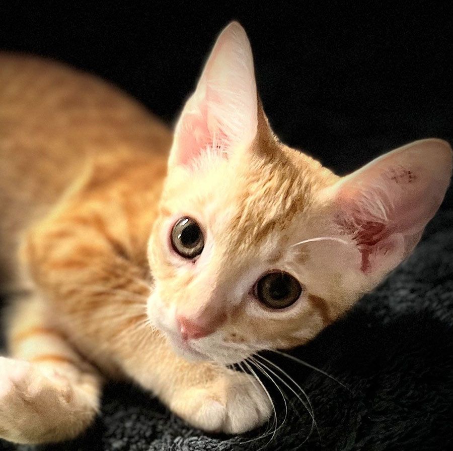 A Kitten is Laying on a Black Blanket and Looking at the Camera — Palms Vets–Hermit Park in Hermit Park, QLD