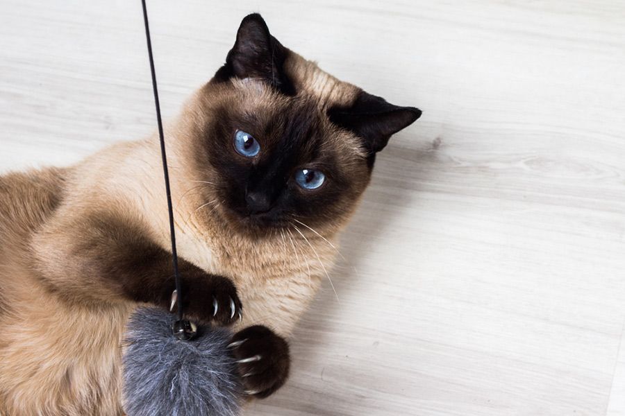 A Siamese Cat is Playing With a Toy on the Floor — Palms Vets–Hermit Park in Hermit Park, QLD