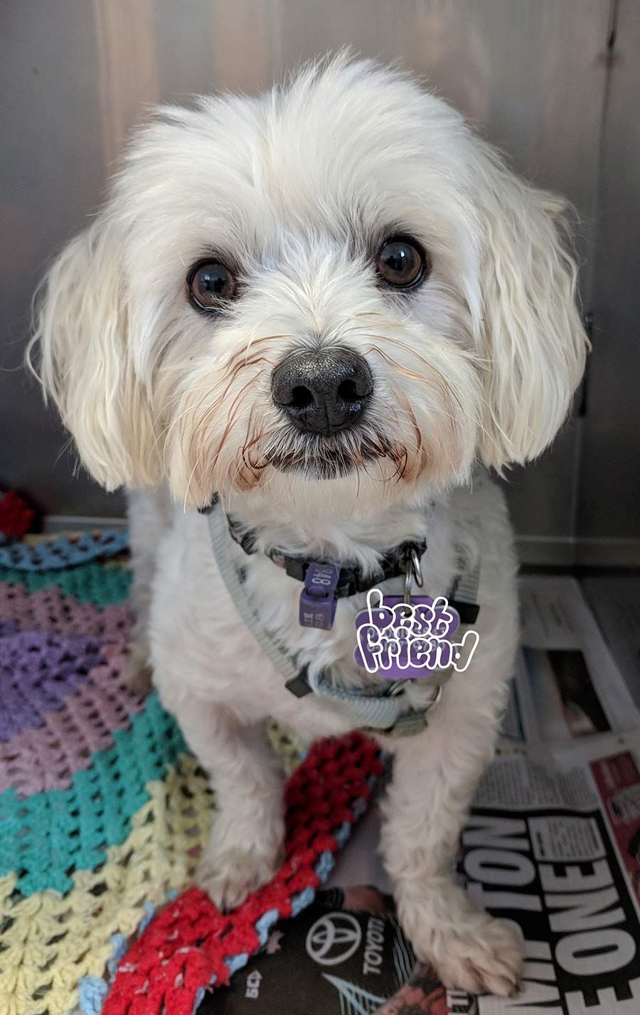 A Small White Dog is Sitting on a Blanket Next to a Newspaper — Palms Vets–Hermit Park in Hermit Park, QLD