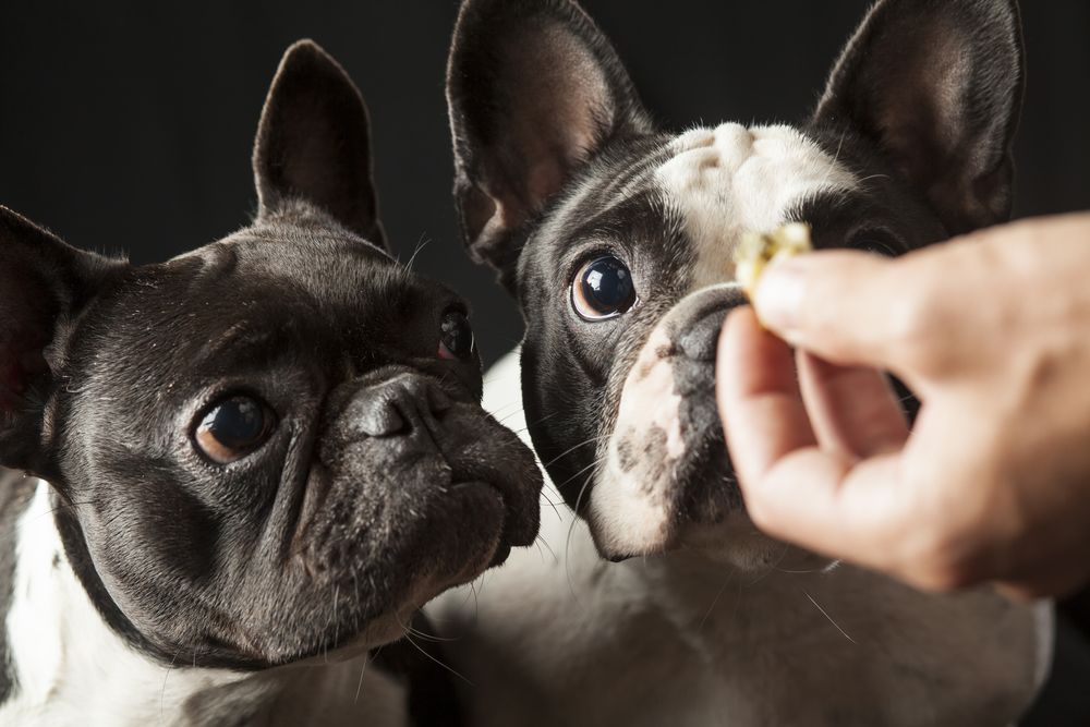 Two French BullDogs Staring at Food in a person's hand— Palms Vets–Hermit Park in Hermit Park, QLD