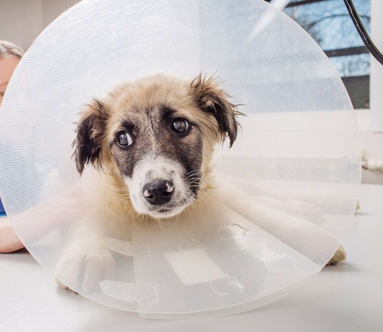 A Dog with A plastic Cone around their Head — Palms Vets–Hermit Park in Hermit Park, QLD
