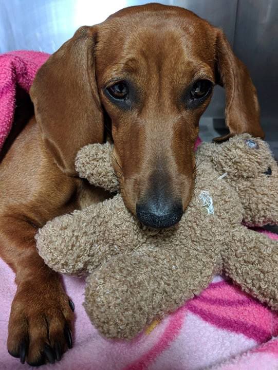 A Brown Dachshund is Laying on a Pink Blanket With a Teddy Bear in Its Mouth — Palms Vets–Hermit Park in Hermit Park, QLD