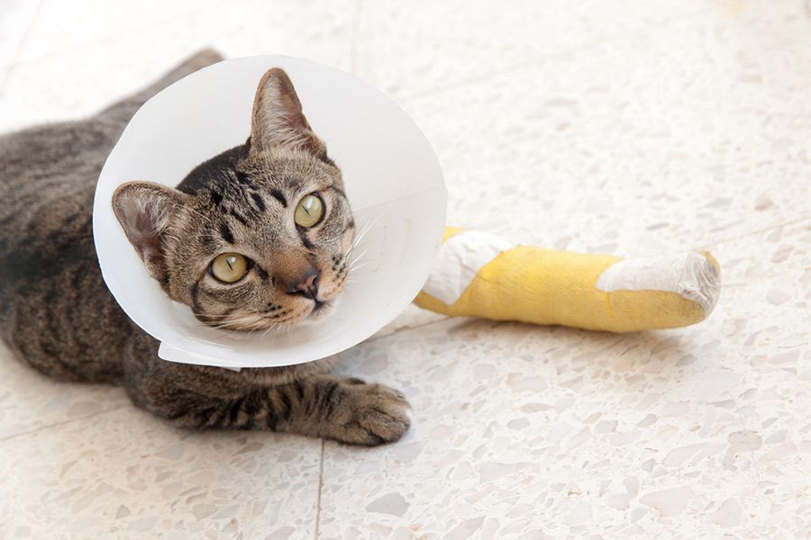 A Cat Wearing a Cone and a Bandage on Its Leg — Palms Vets–Hermit Park in Hermit Park, QLD