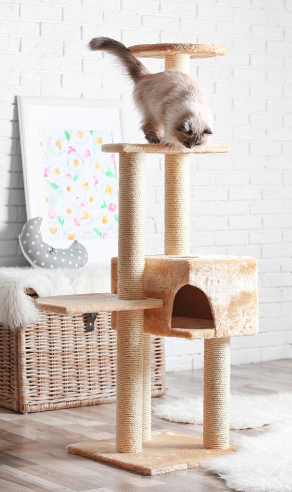 A Cat is Playing on a Cat Tree in a Living Room — Palms Vets–Hermit Park in Hermit Park, QLD