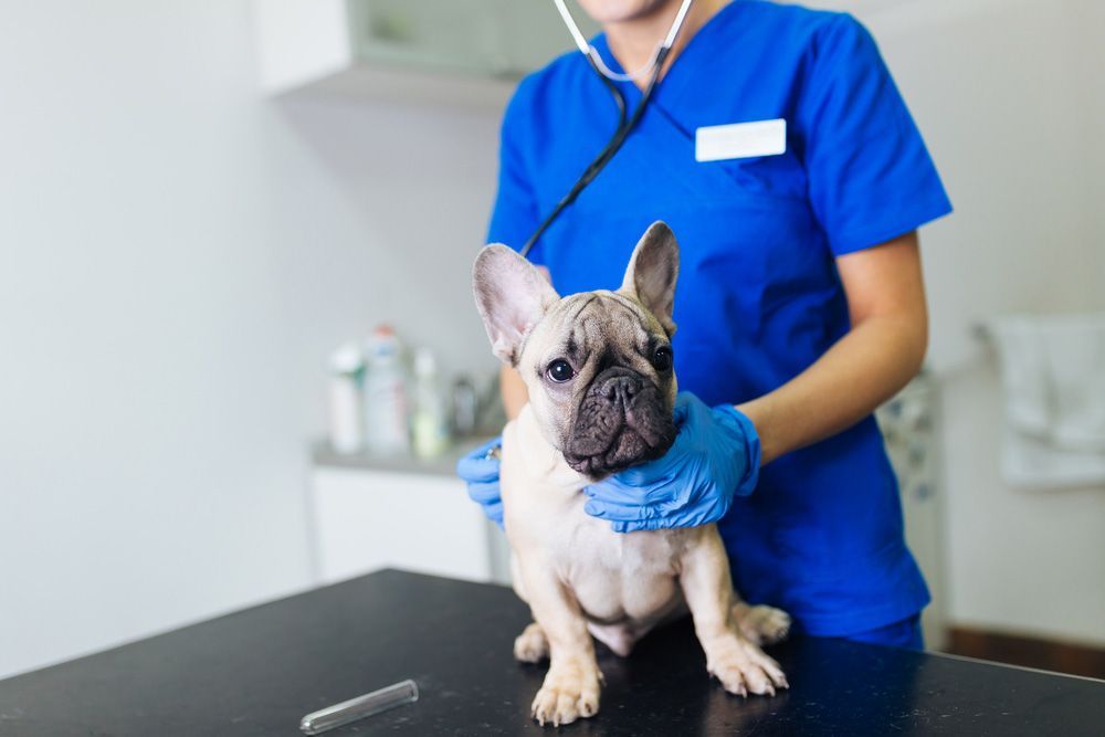 A Female Veterinarian is Examining a French Bulldog With a Stethoscope — Palms Vets–Hermit Park in Hermit Park, QLD