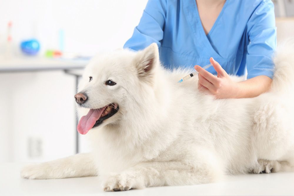 A White Dog is Getting an Injection From a Veterinarian — Palms Vets–Hermit Park in Hermit Park, QLD
