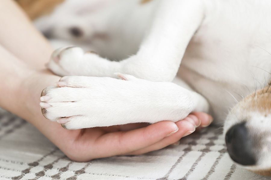 A Person is Holding a Dog 's Paw in Their Hands — Palms Vets–Hermit Park in Hermit Park, QLD