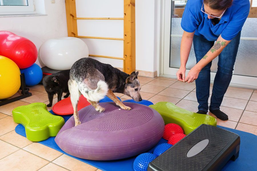 A Man is Standing Next to a Dog That is Standing on a Purple Pillow — Palms Vets–Hermit Park in Hermit Park, QLD