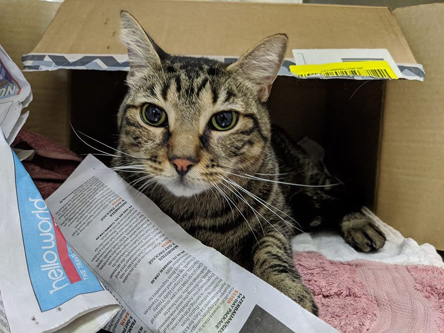 A Cat is Laying in a Cardboard Box Holding a Newspaper That Says Hello World — Palms Vets–Hermit Park in Hermit Park, QLD