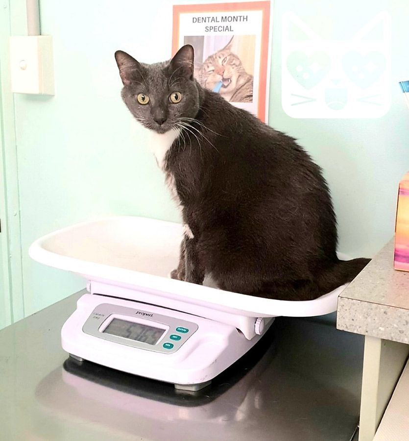 A Black and White Cat is Sitting on a Scale — Palms Vets–Hermit Park in Hermit Park, QLD