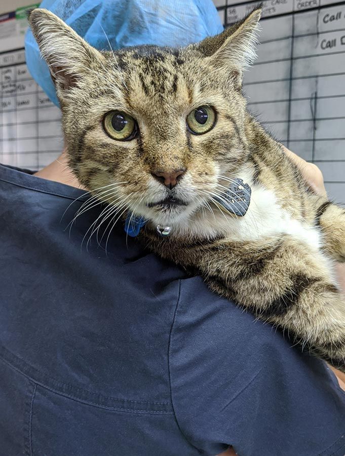 A Person is Holding a Cat in Their Arms — Palms Vets–Hermit Park in Hermit Park, QLD