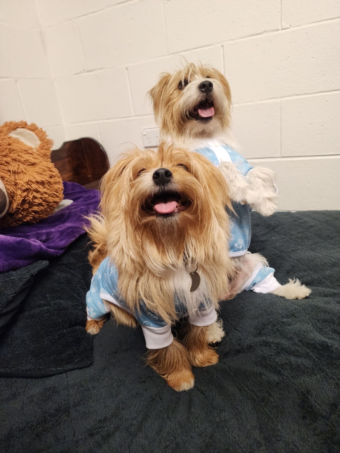 Two Small Dogs wearing Pajamas — Palms Vets–Hermit Park in Hermit Park, QLD