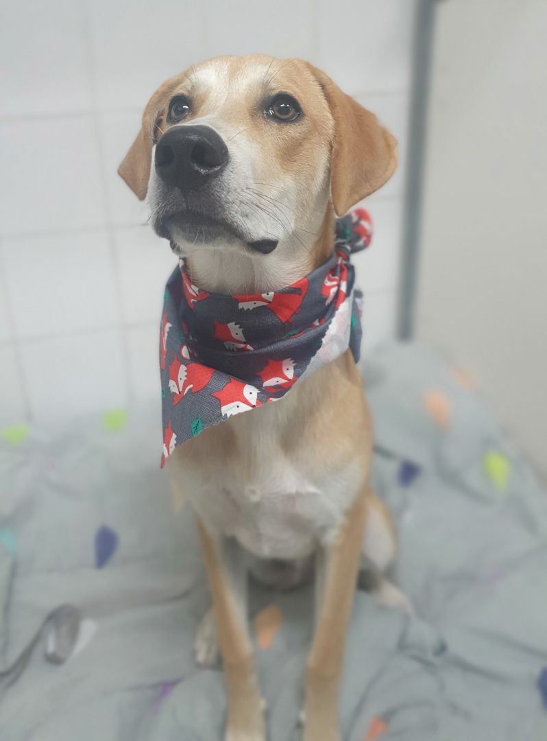 A Labrador Wearing a Bandana  — Palms Vets–Hermit Park in Hermit Park, QLD