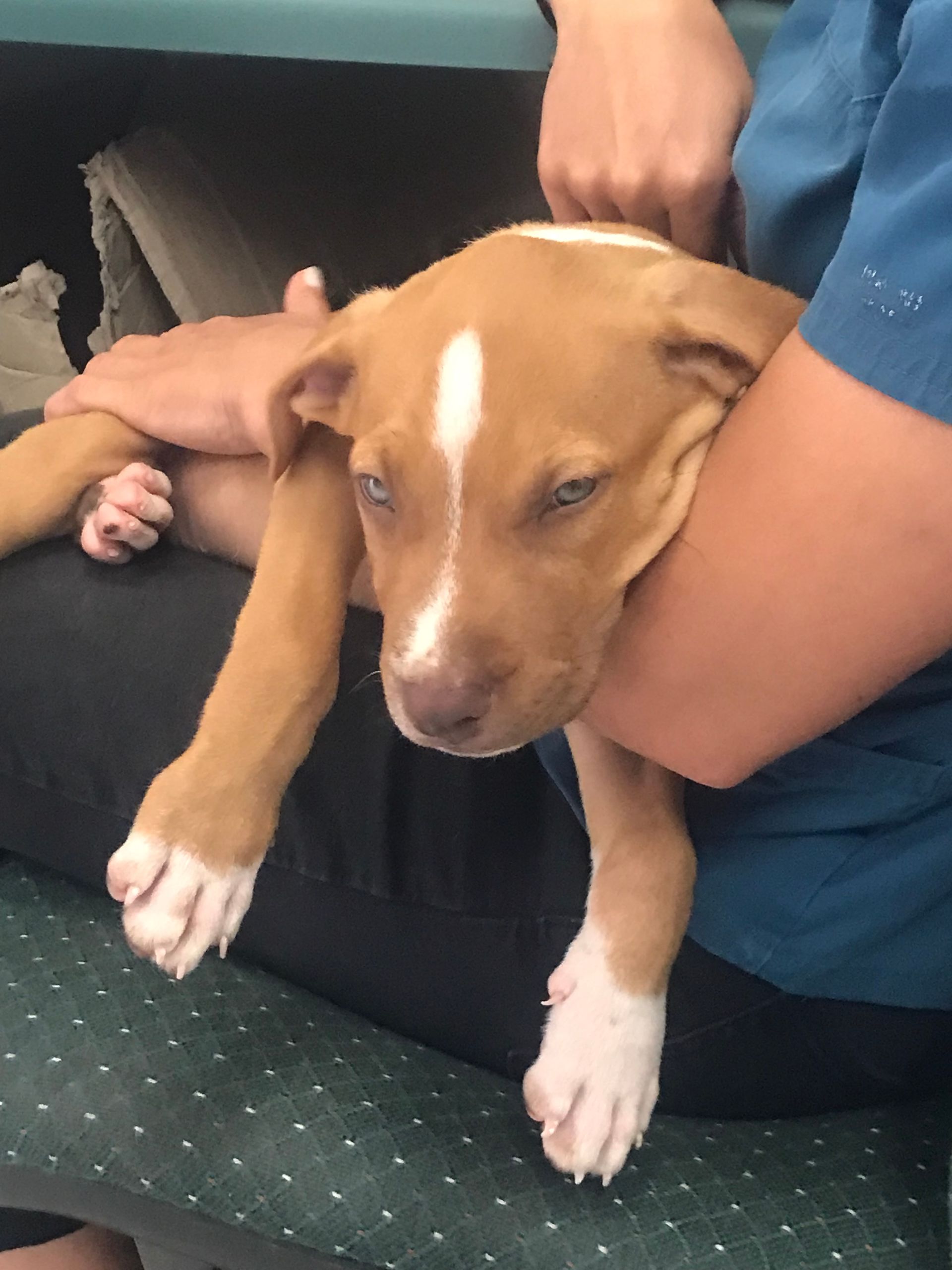 A Dog resting in owners arms — Palms Vets–Hermit Park in Hermit Park, QLD