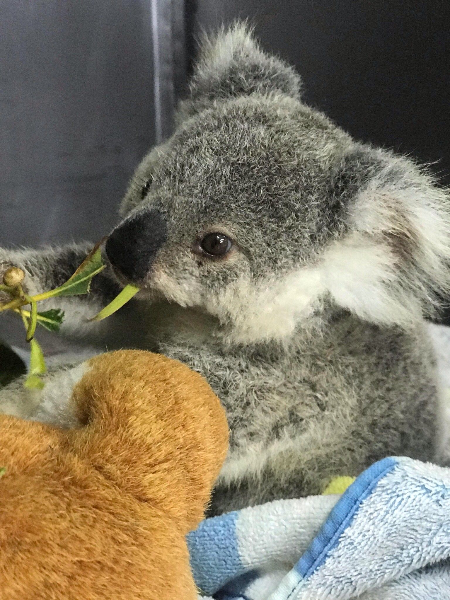 A Koala Bear Eating a leaf with a toy — Palms Vets–Hermit Park in Hermit Park, QLD