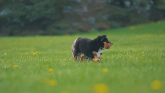 Vet Near Me in Townsville Palms Vets–Hermit Park