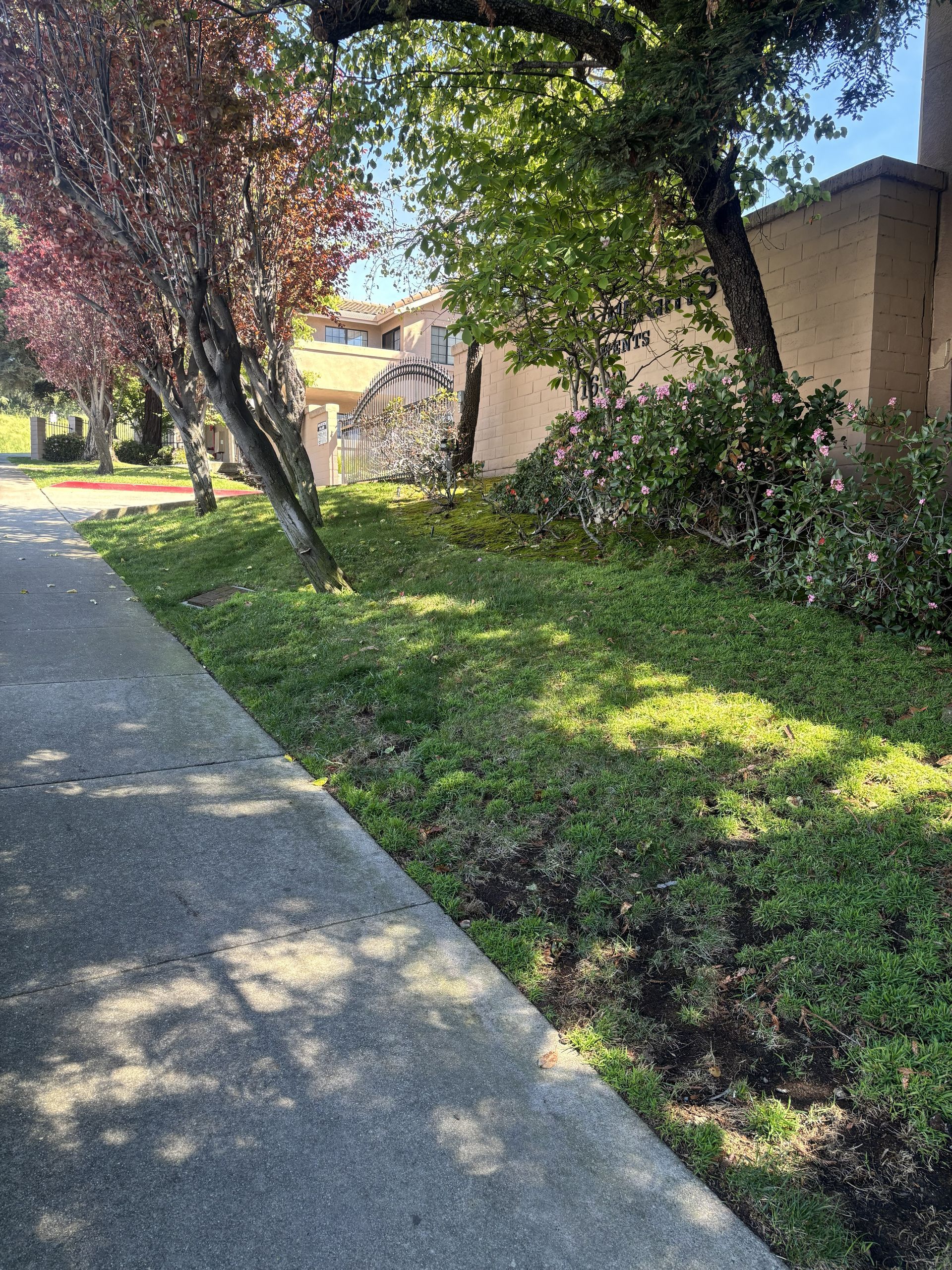A paved walkway beside a patch of green ground cover, shrubs, and trees with purple and green foliage under a sunny sky.