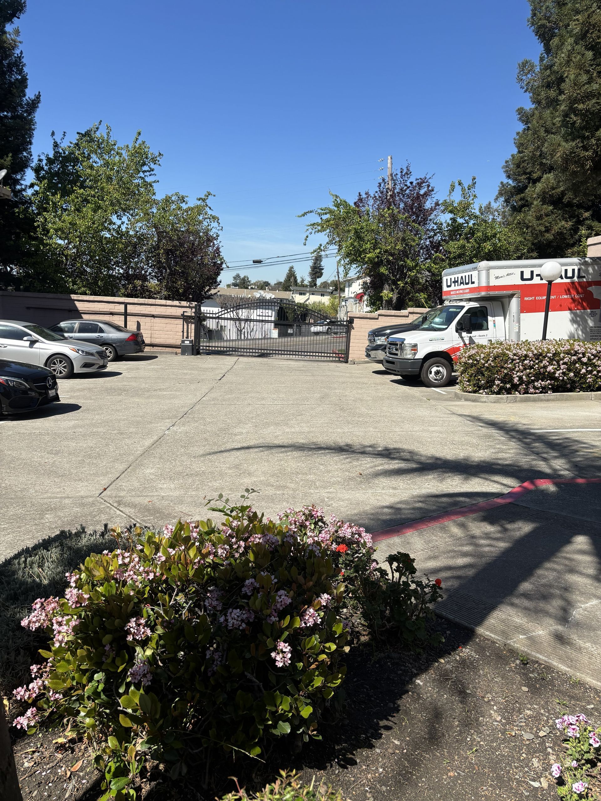 A parking lot with several parked cars, a U-Haul truck, and a blooming shrub in the foreground on a sunny day.