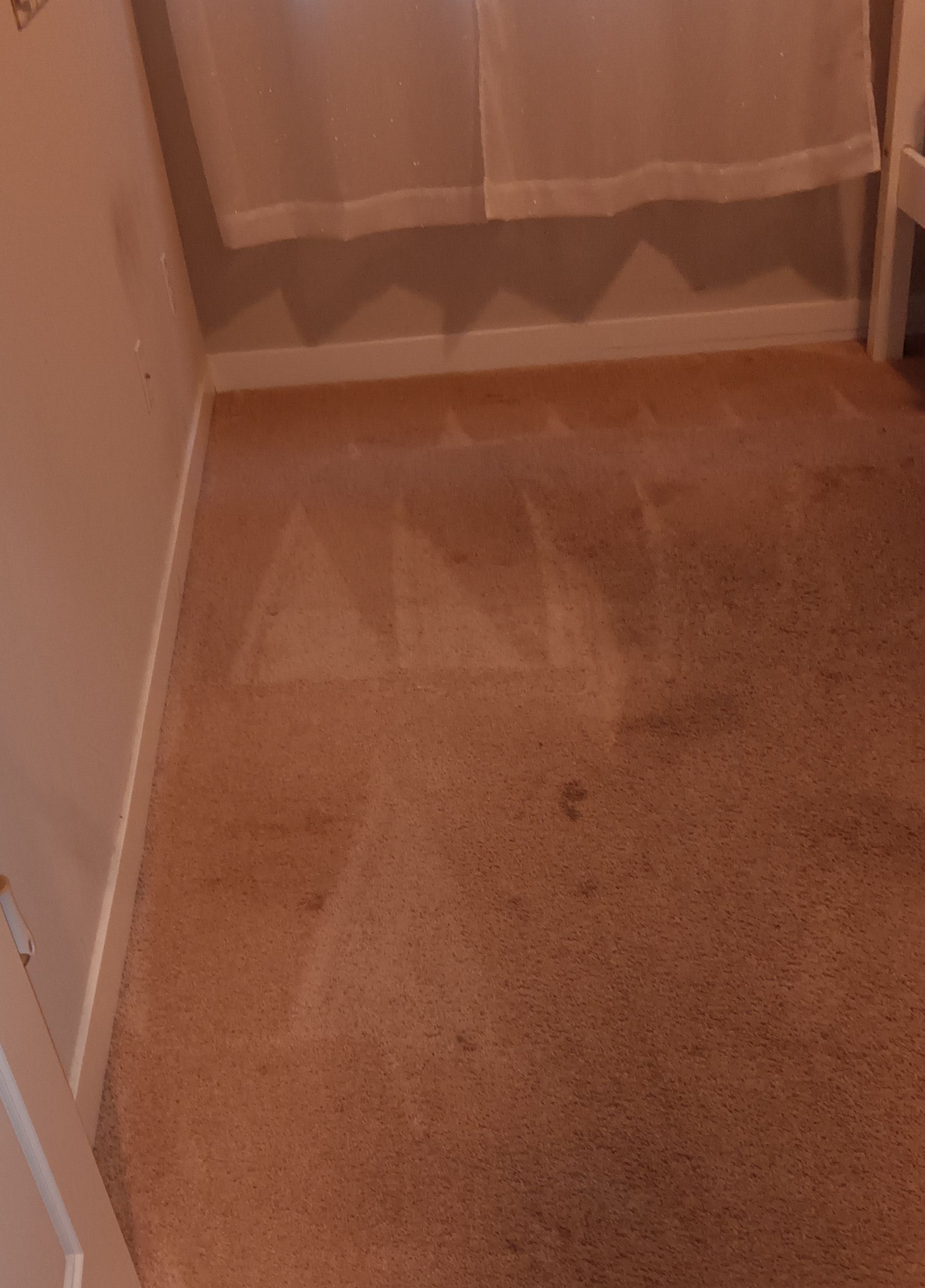 A room with a carpeted floor and a shower curtain.