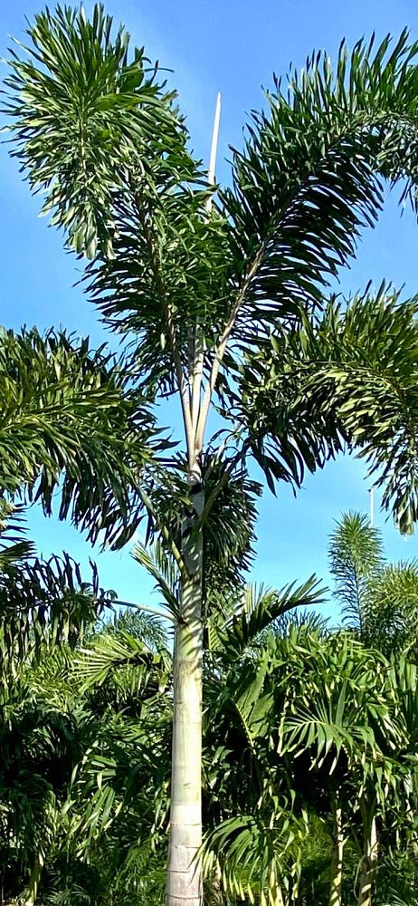 A row of palm trees against a blue sky