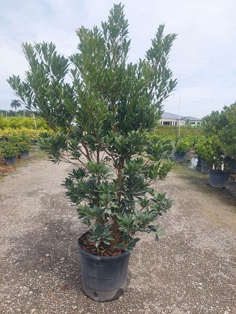 A red bridge over a river in a garden